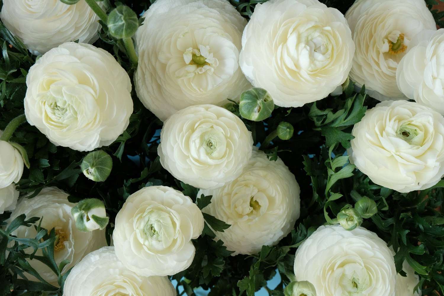 Jaloleinikki 'White'